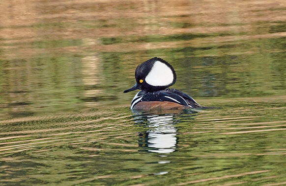 Hooded merganser